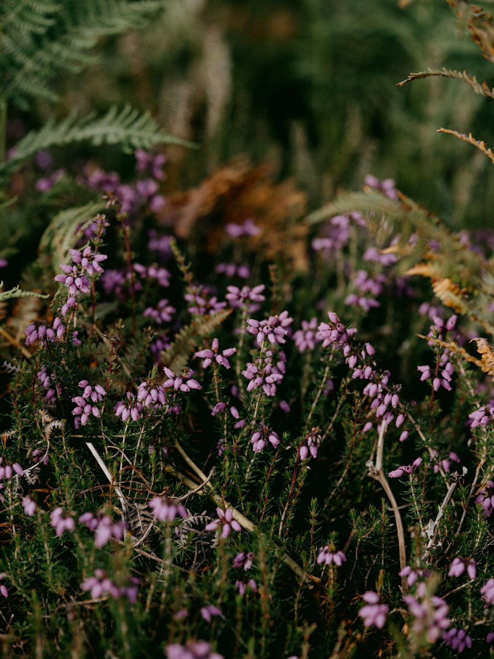 purple flowers with green leaves