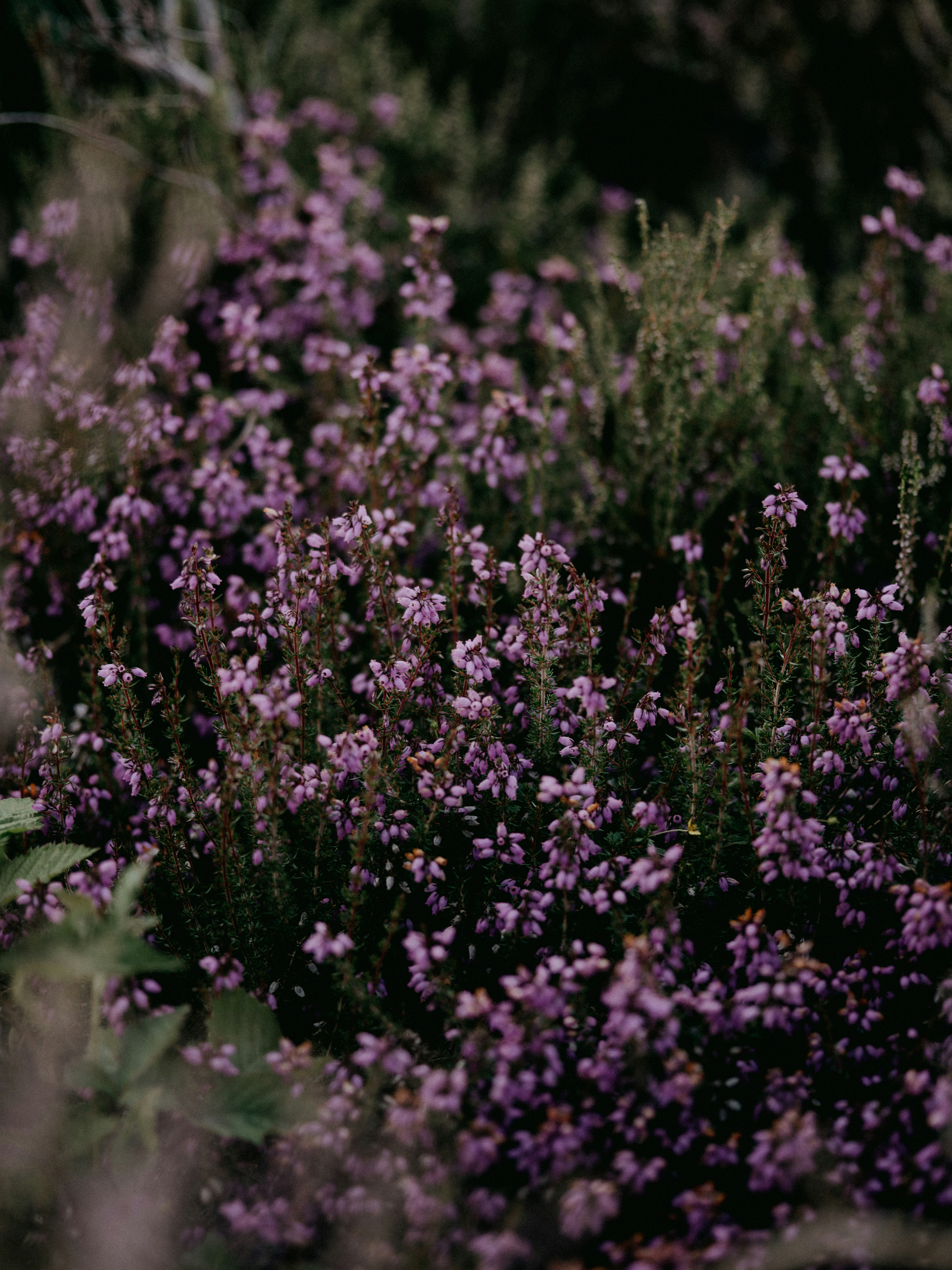 Photo by anniespratt