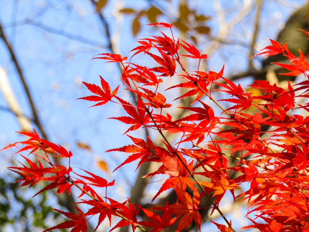 red leaves in tilt shift lens