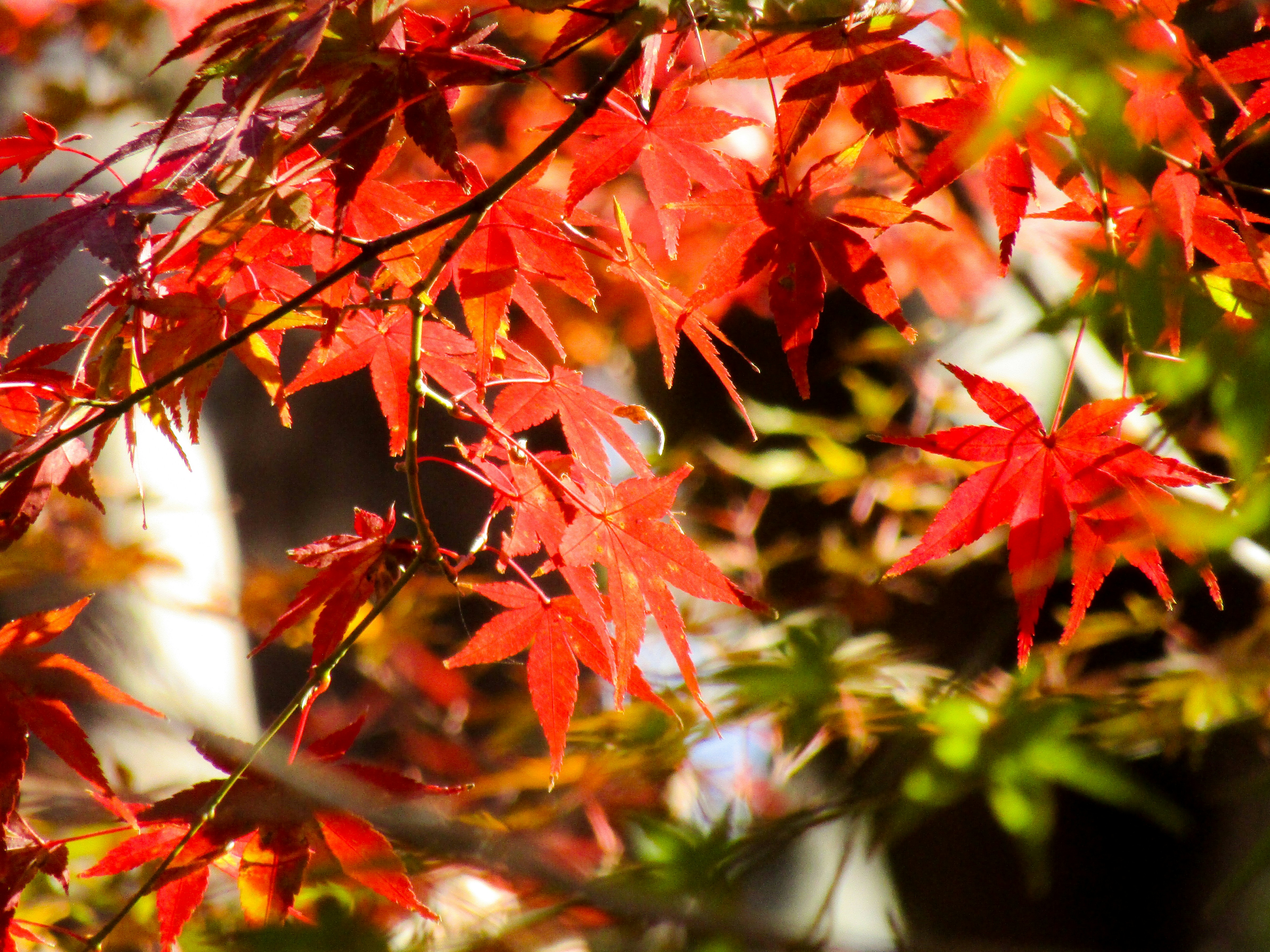 Photo by heppoko_yama