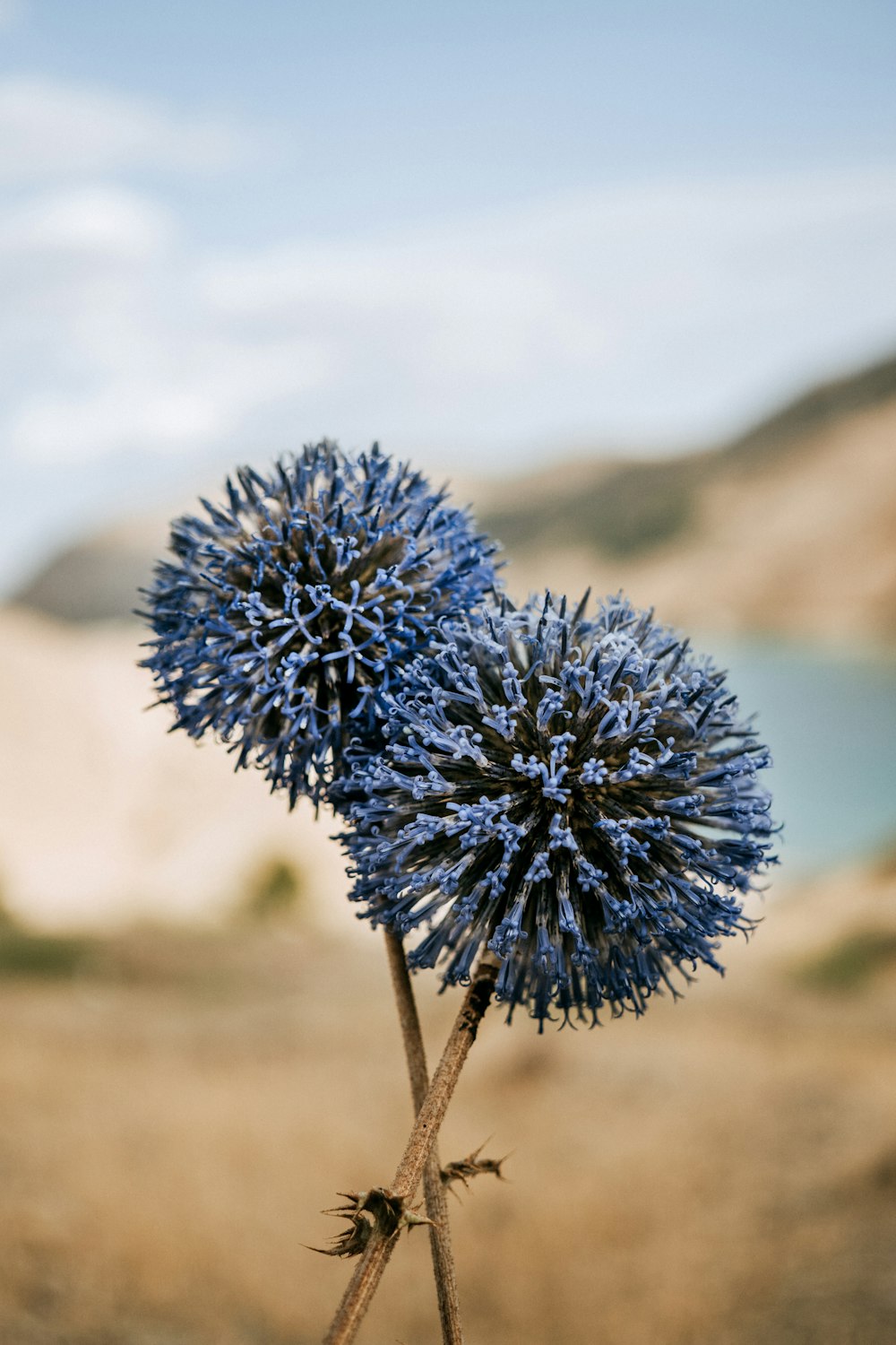 blue flower in tilt shift lens