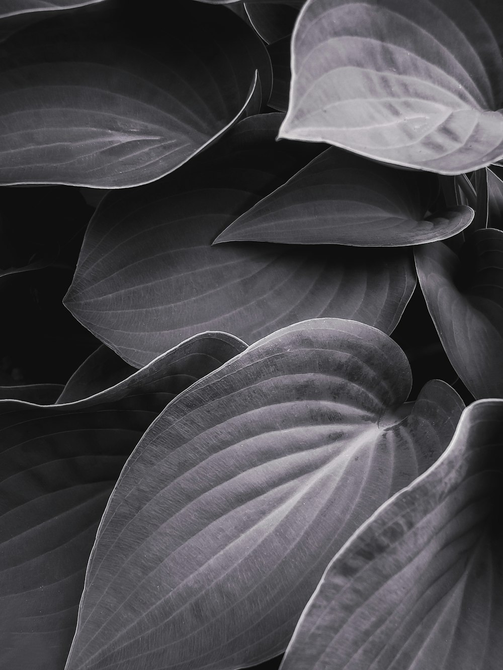 grayscale photo of leaves with water droplets