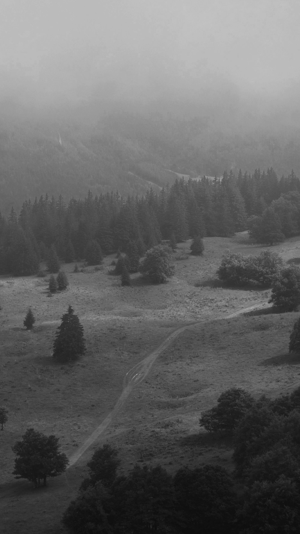 green pine trees on hill during daytime