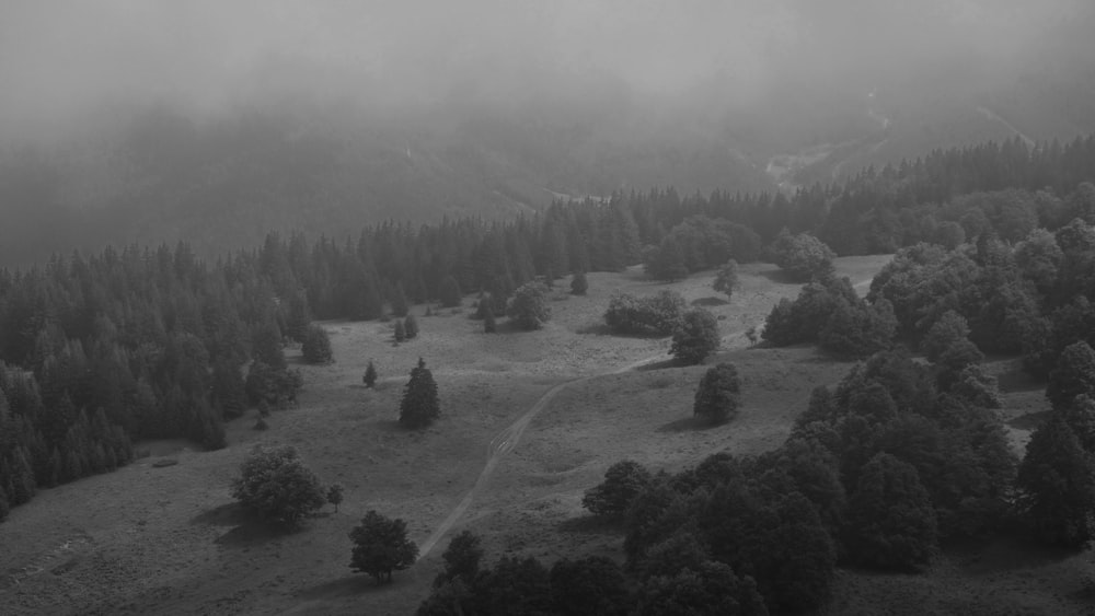 green trees on mountain covered with fog