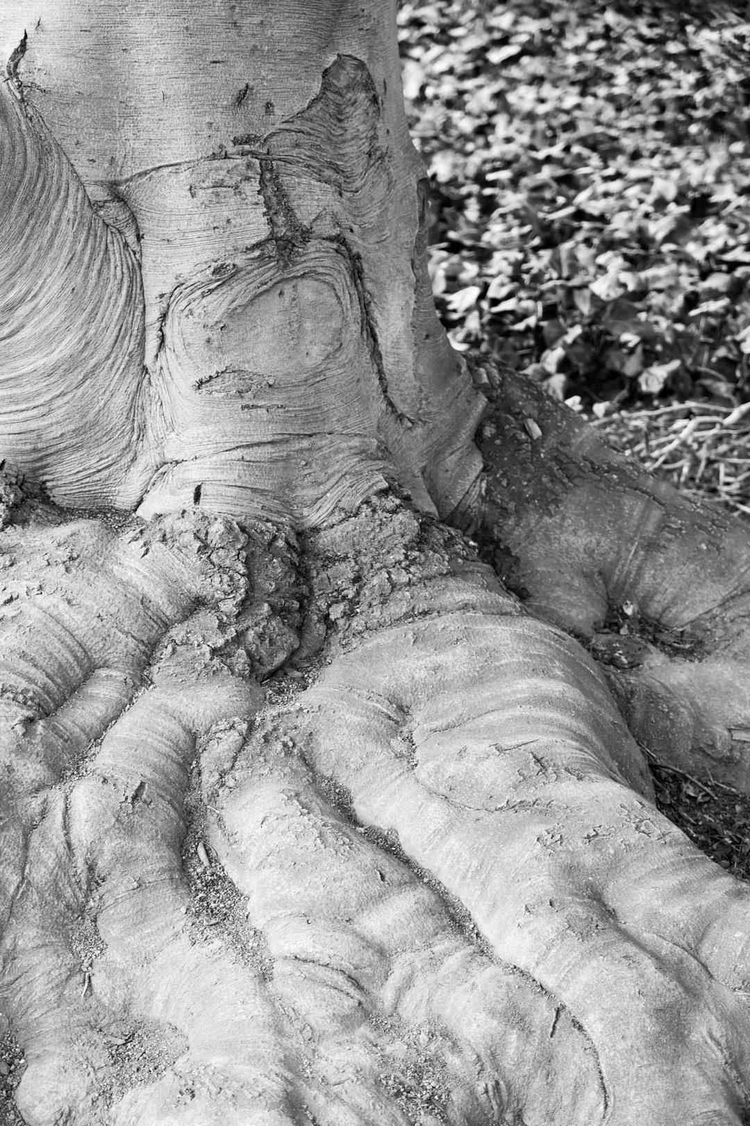 ice plant jade, root rot, grayscale photo of persons feet