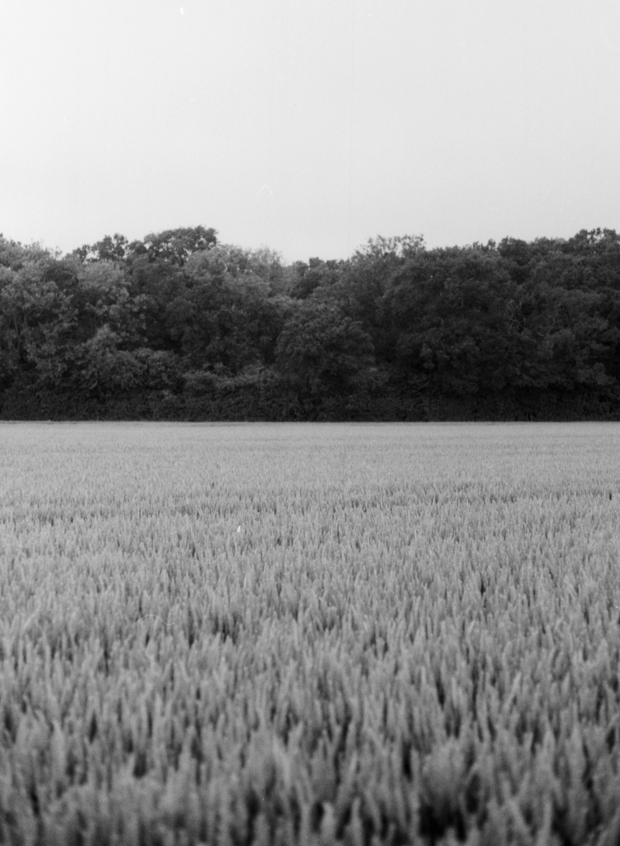 grayscale photo of grass field