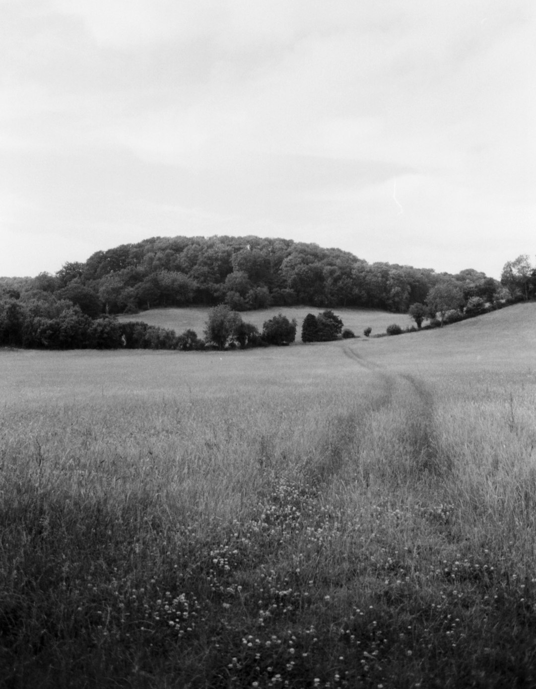 grayscale photo of grass field