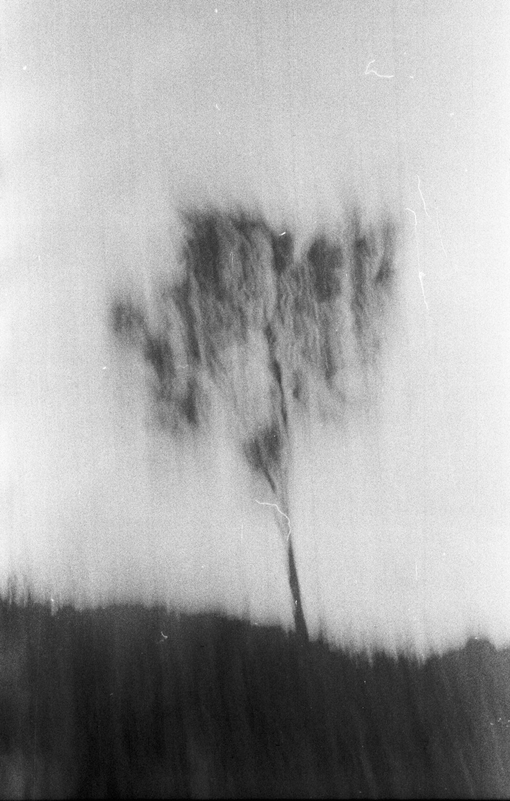 눈으로 덮인 나무의 그레이스케일 사진