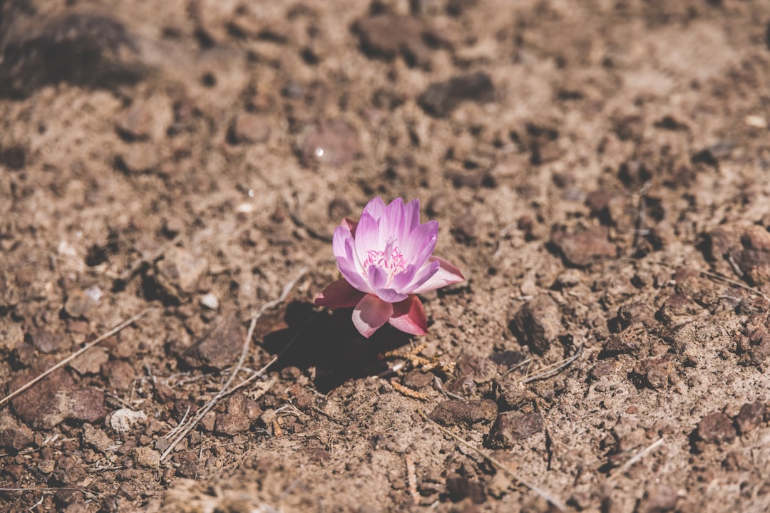 purple flower on brown soil