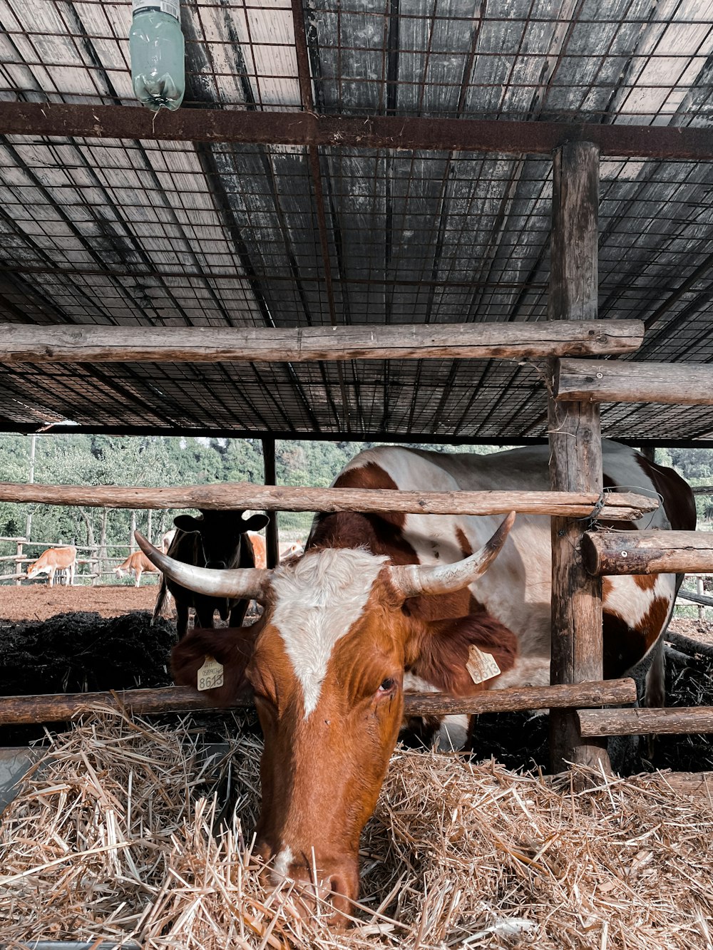 brown cow on brown hay