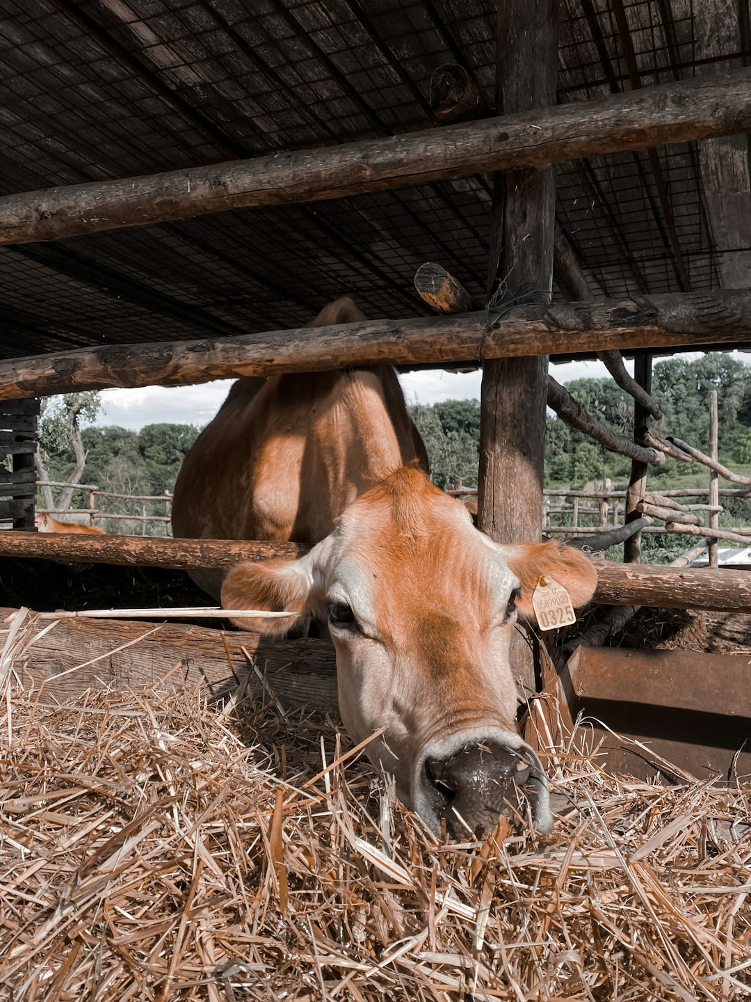 brown cow eating grass during daytime