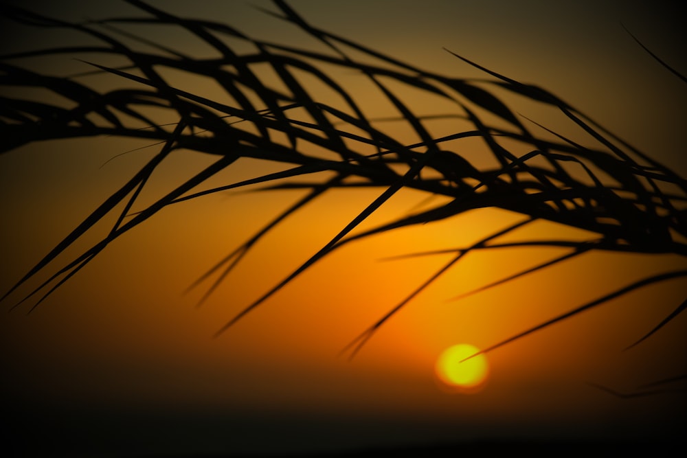 silhouette of plant during sunset