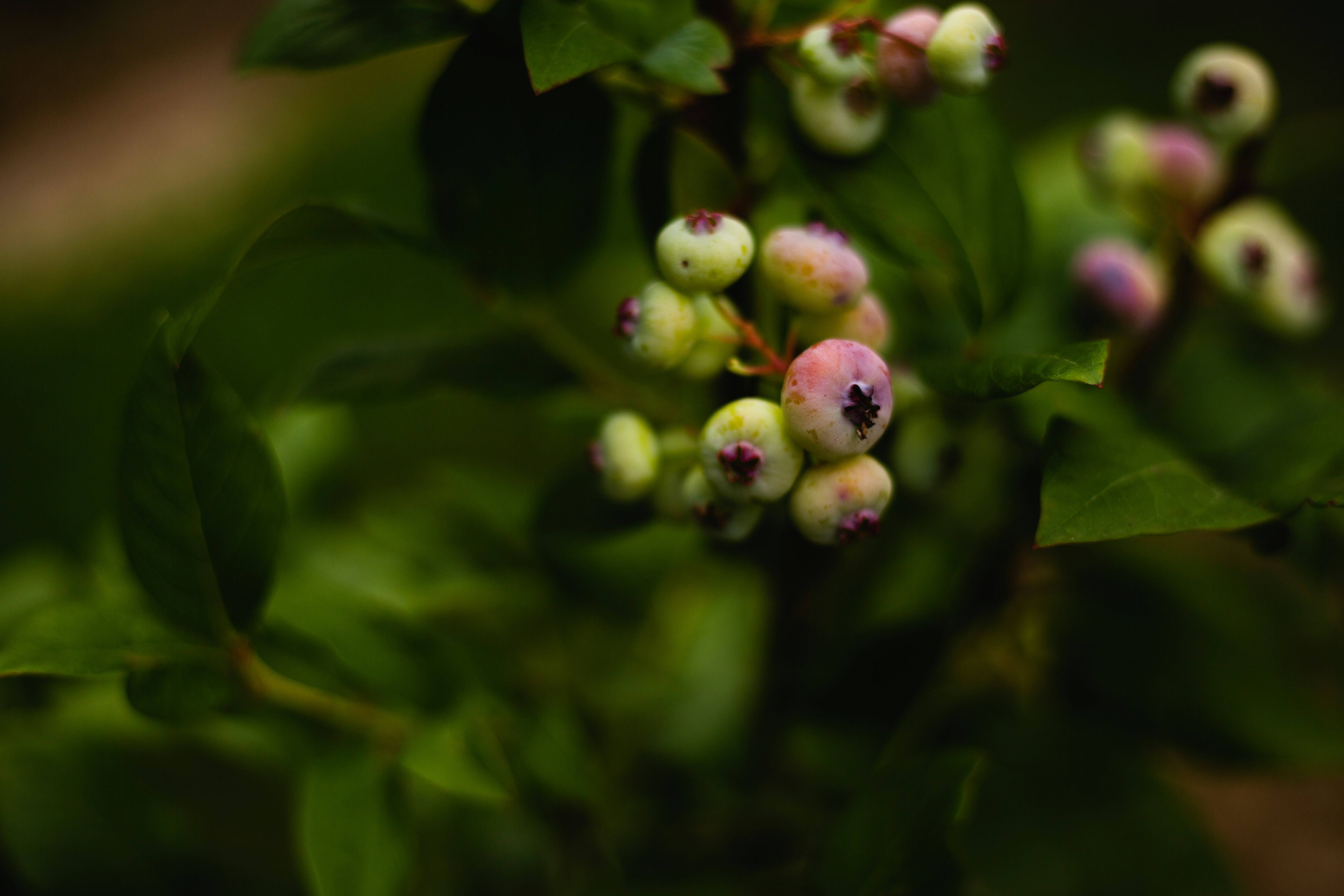 green and pink flower buds