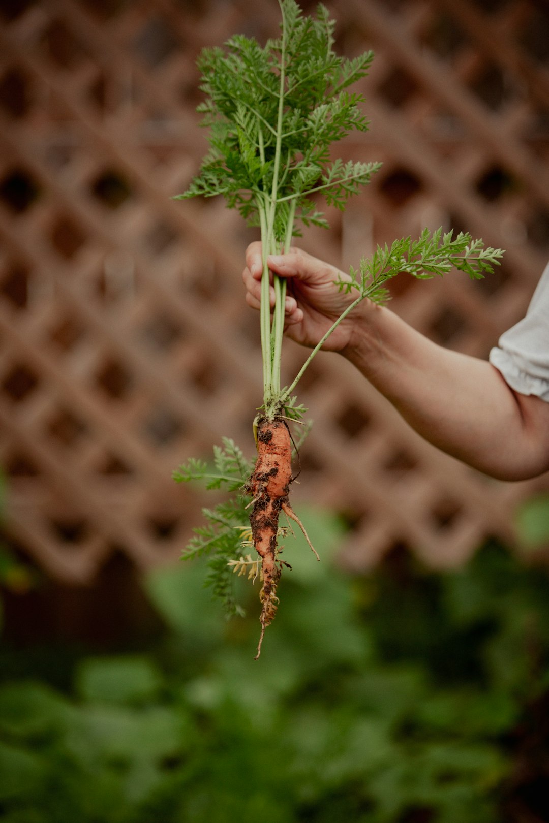 green plant on persons hand