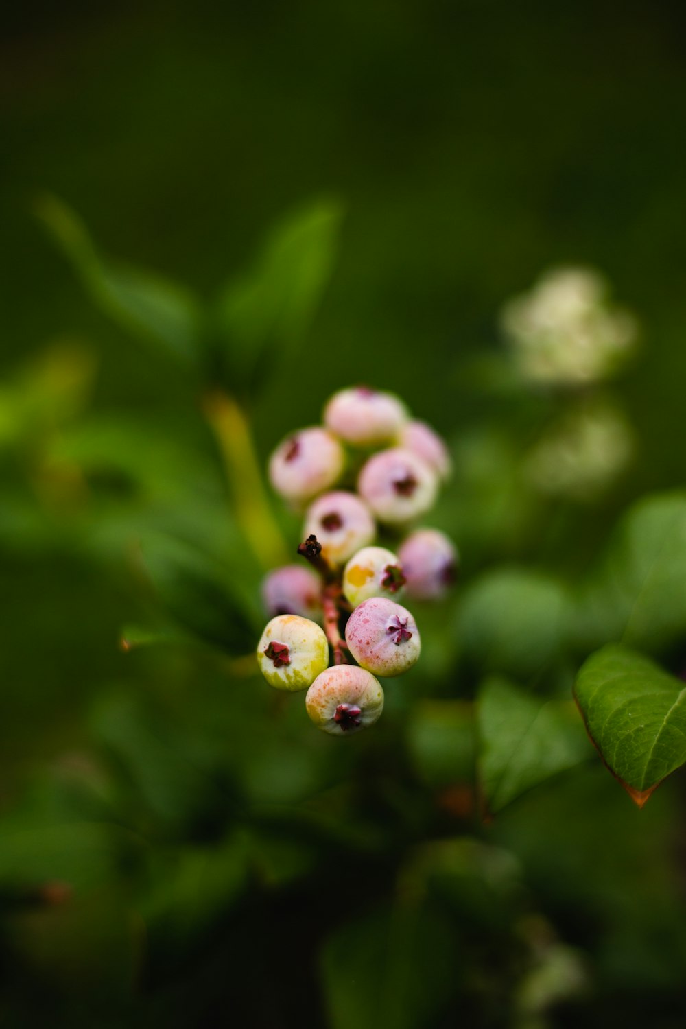 white and green flower buds