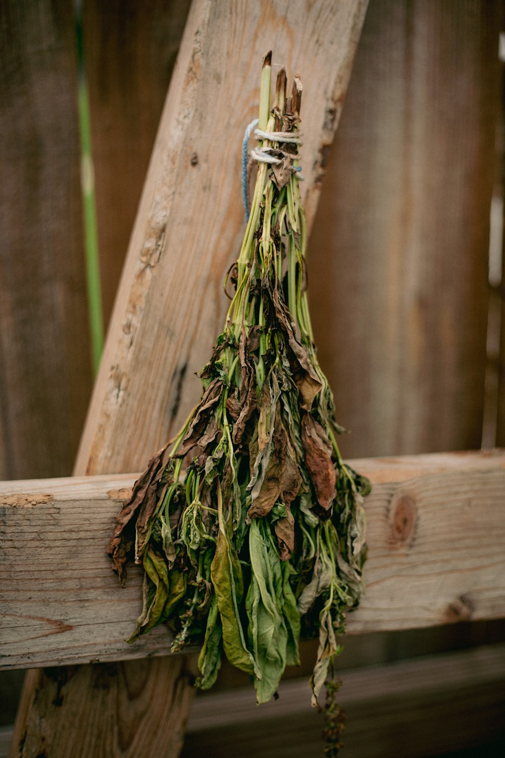 green and brown vegetable on brown wooden plank