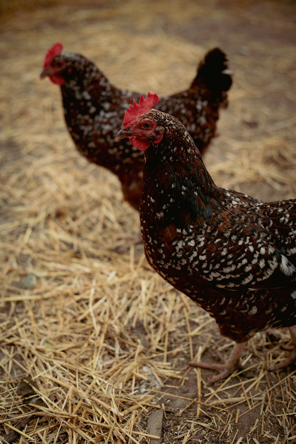 brown and black rooster on brown grass field during daytime