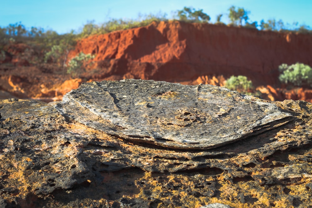 brown and gray stone on brown soil