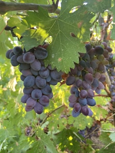 Sweet Grapes
