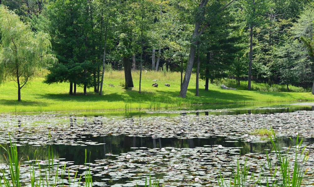 green grass field and green trees