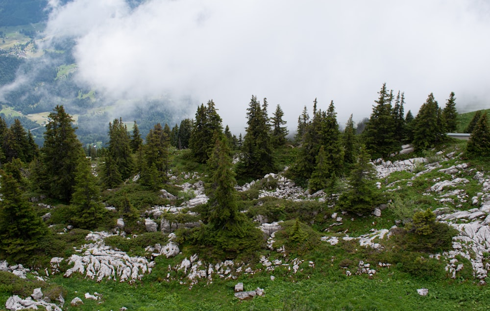 green pine trees on green grass field under white clouds during daytime