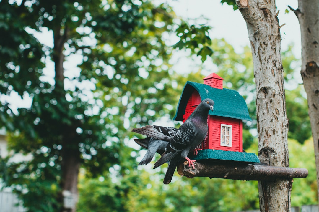 black and red bird on red bird feeder during daytime