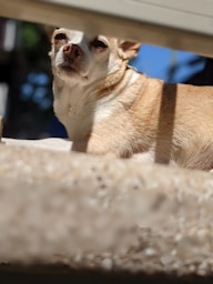 A pet enjoying a sunny day outside.