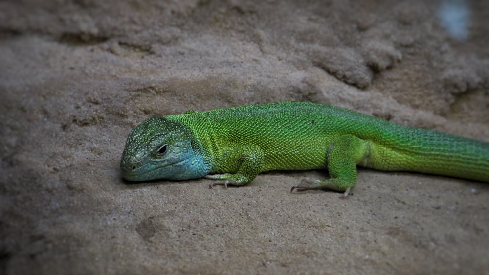 green lizard on brown sand