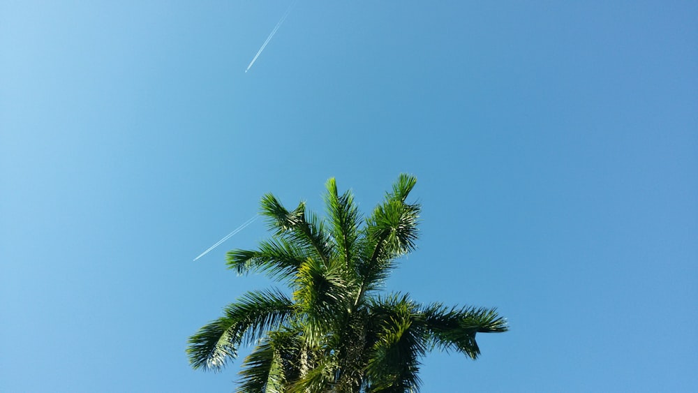 Palmera verde bajo el cielo azul durante el día
