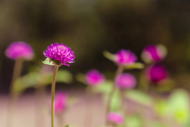 Purple Oxalis