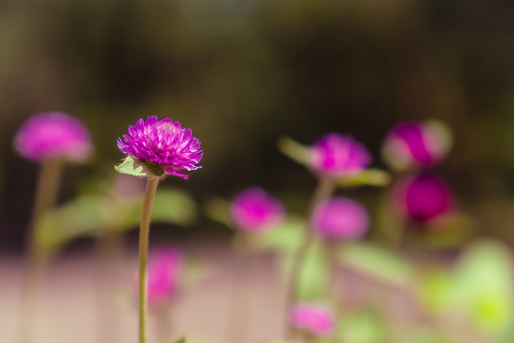 purple flower in tilt shift lens