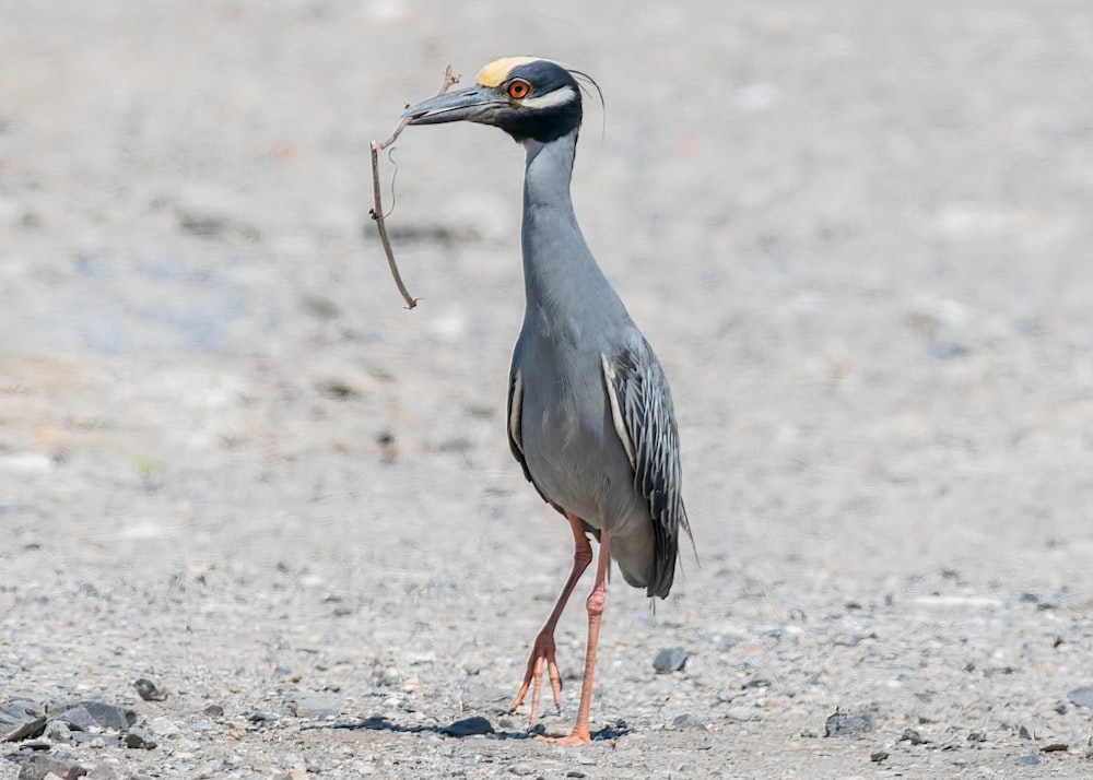 pájaro gris y blanco en suelo marrón durante el día