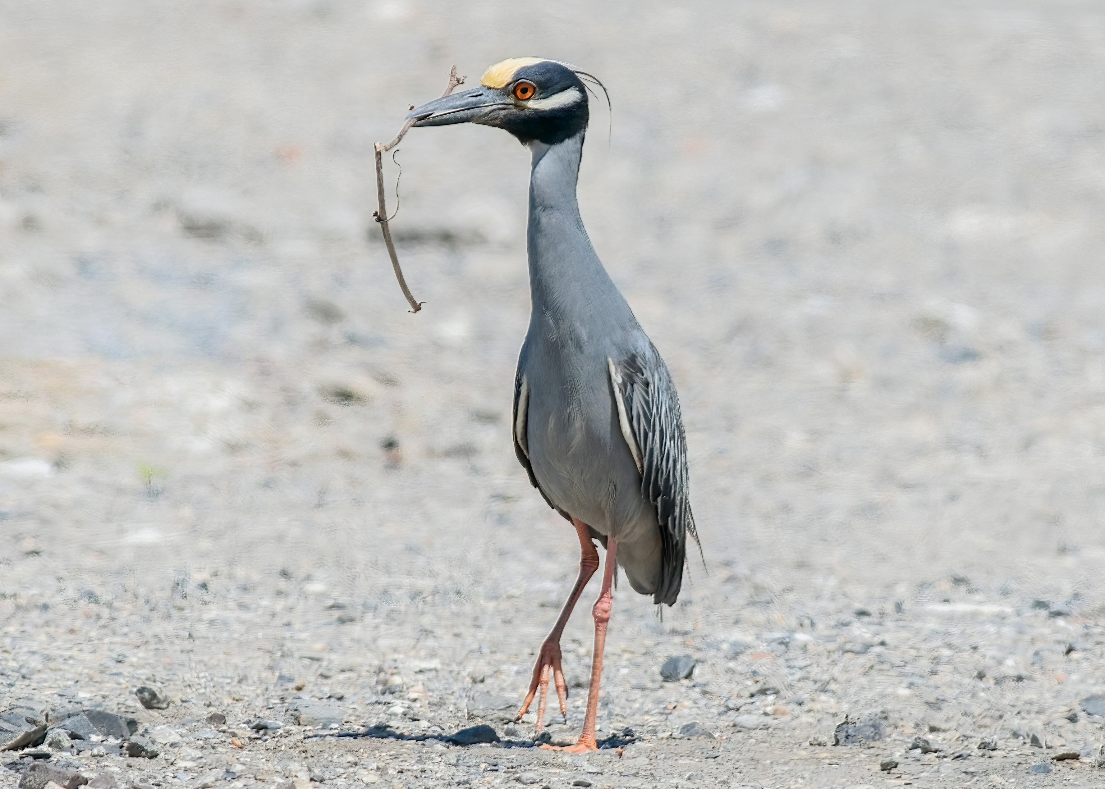 gray and white bird on brown soil during daytime