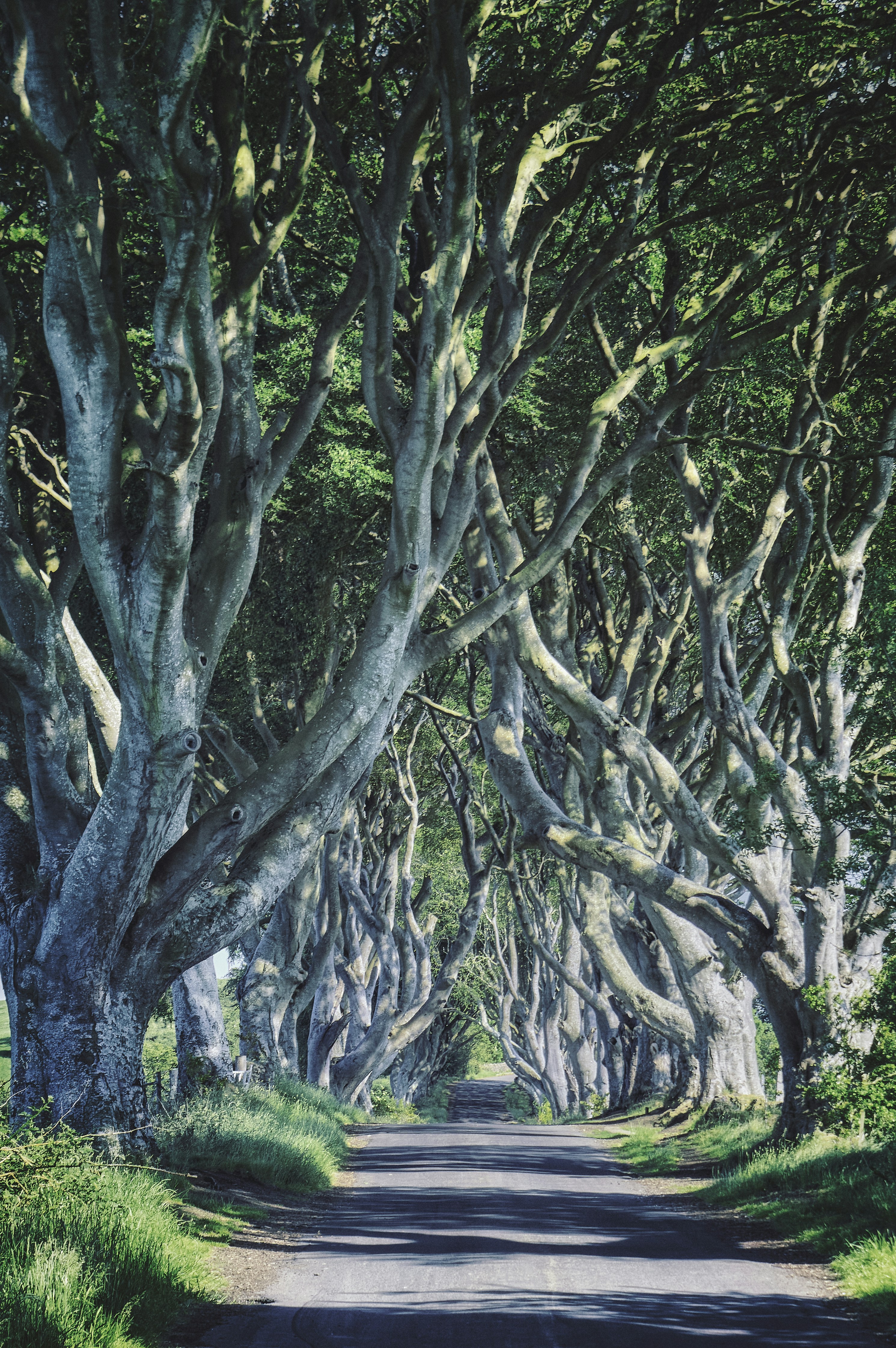 green and brown tree during daytime