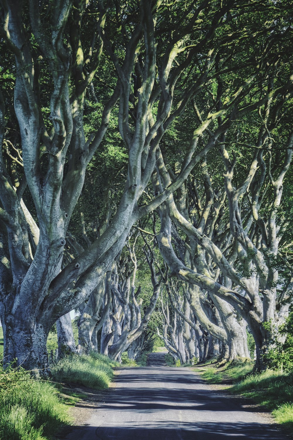 árbol verde y marrón durante el día