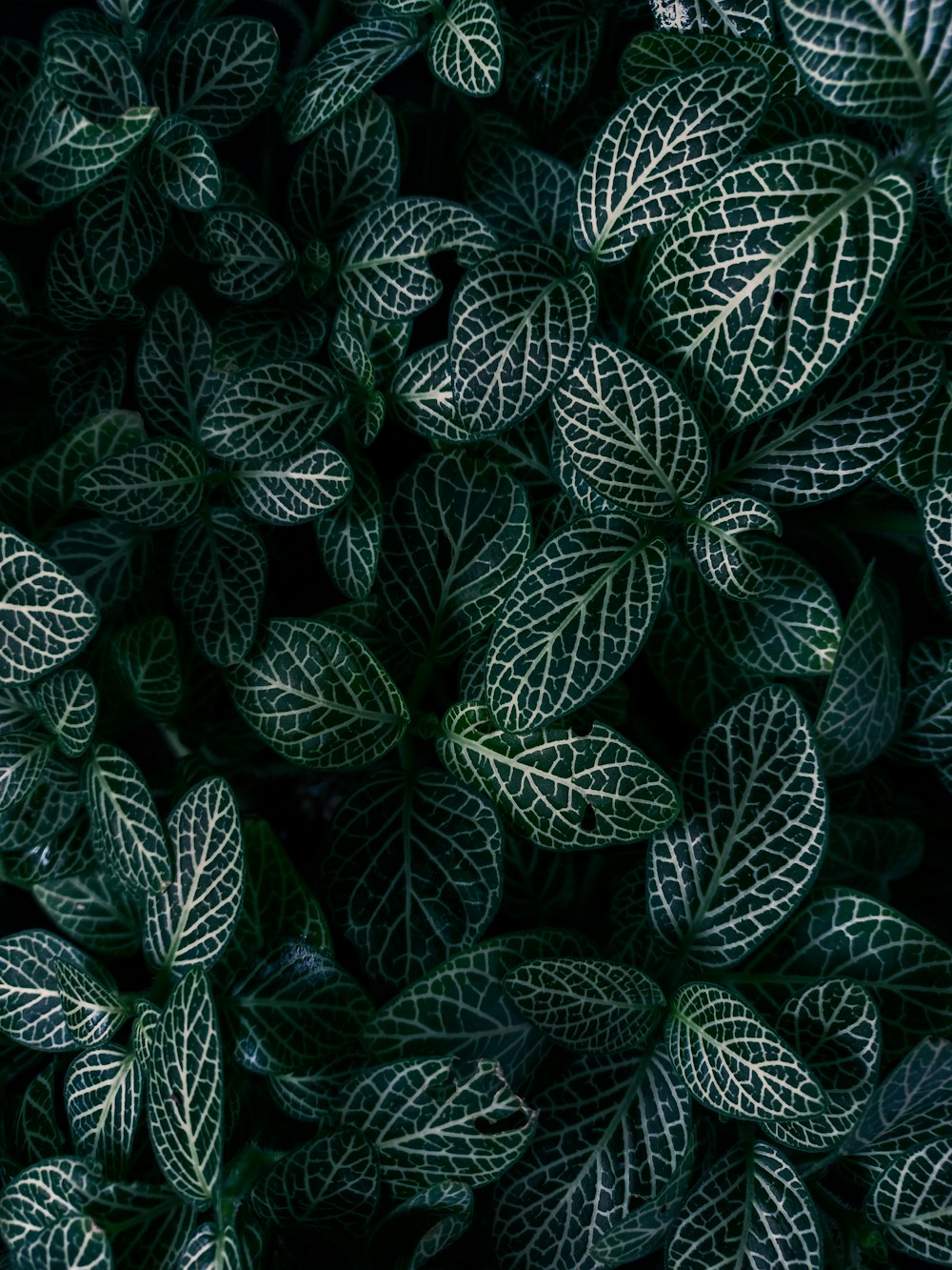 green and white leaf plant