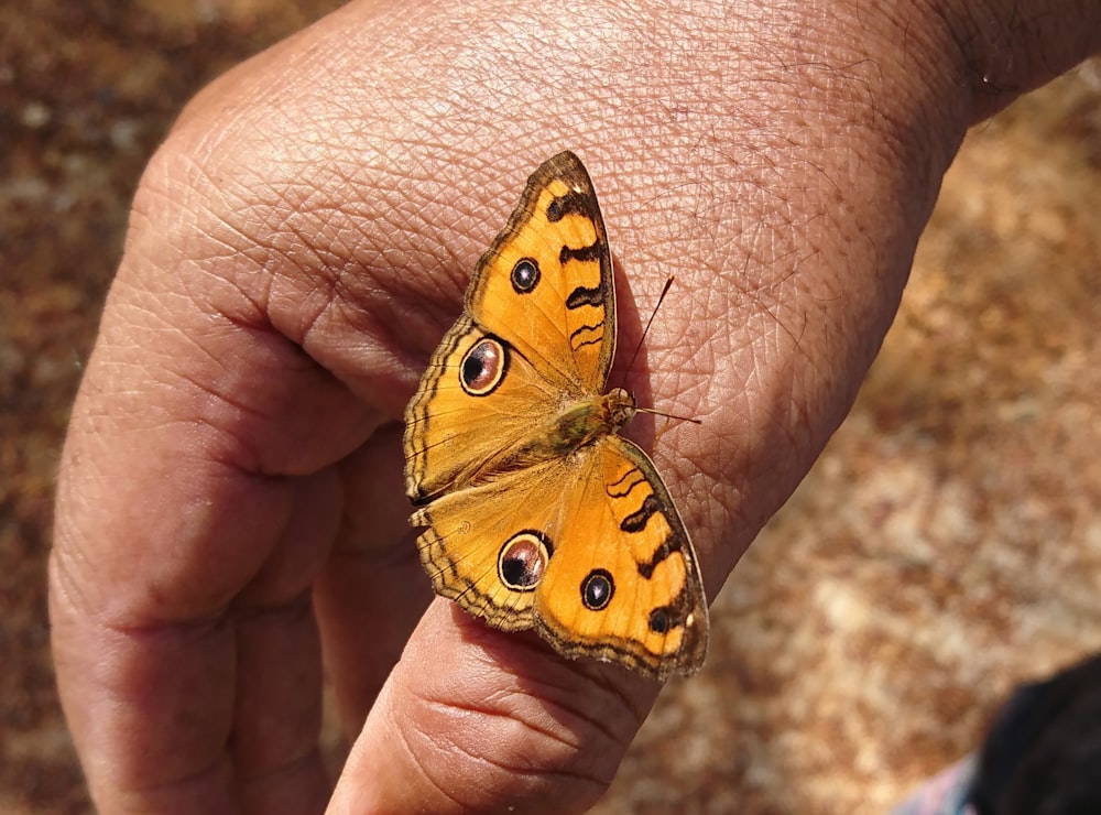 brown and yellow butterfly on persons hand