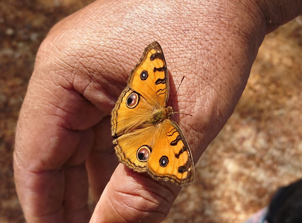 borboleta marrom e amarela na mão das pessoas