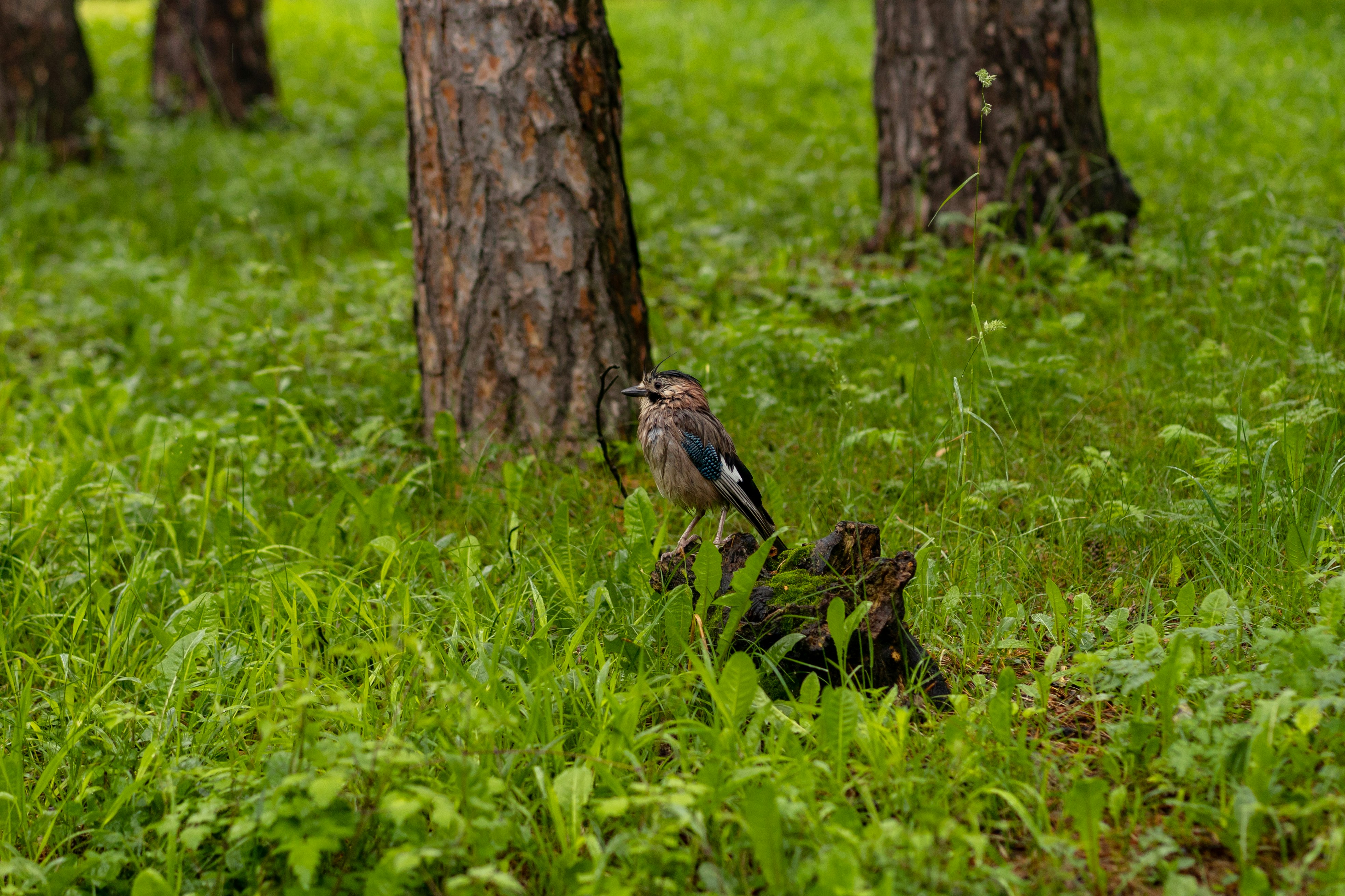 Bird in the forest. Forest trees, nature green wood