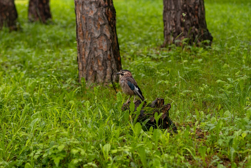 brown bird on green grass