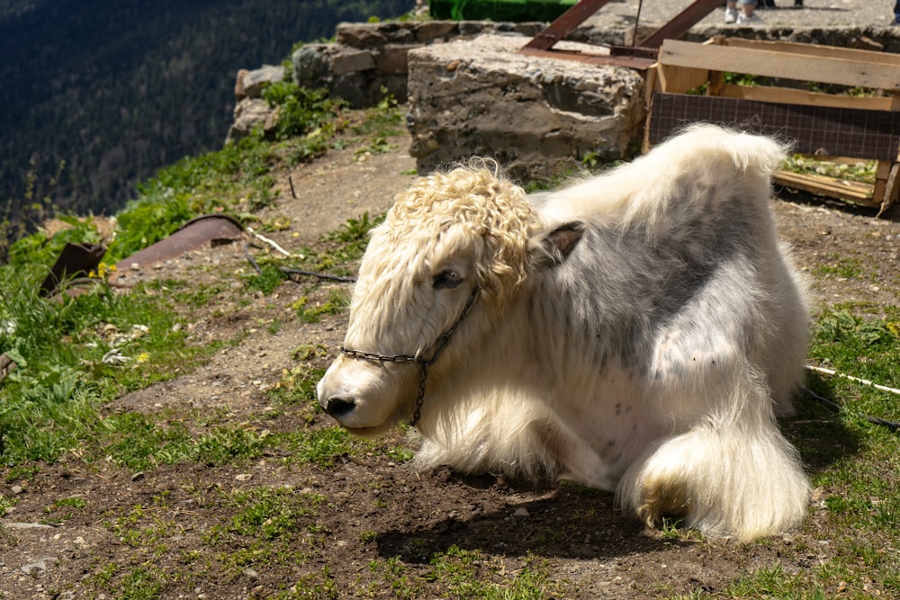 oveja blanca en el campo de hierba verde durante el día