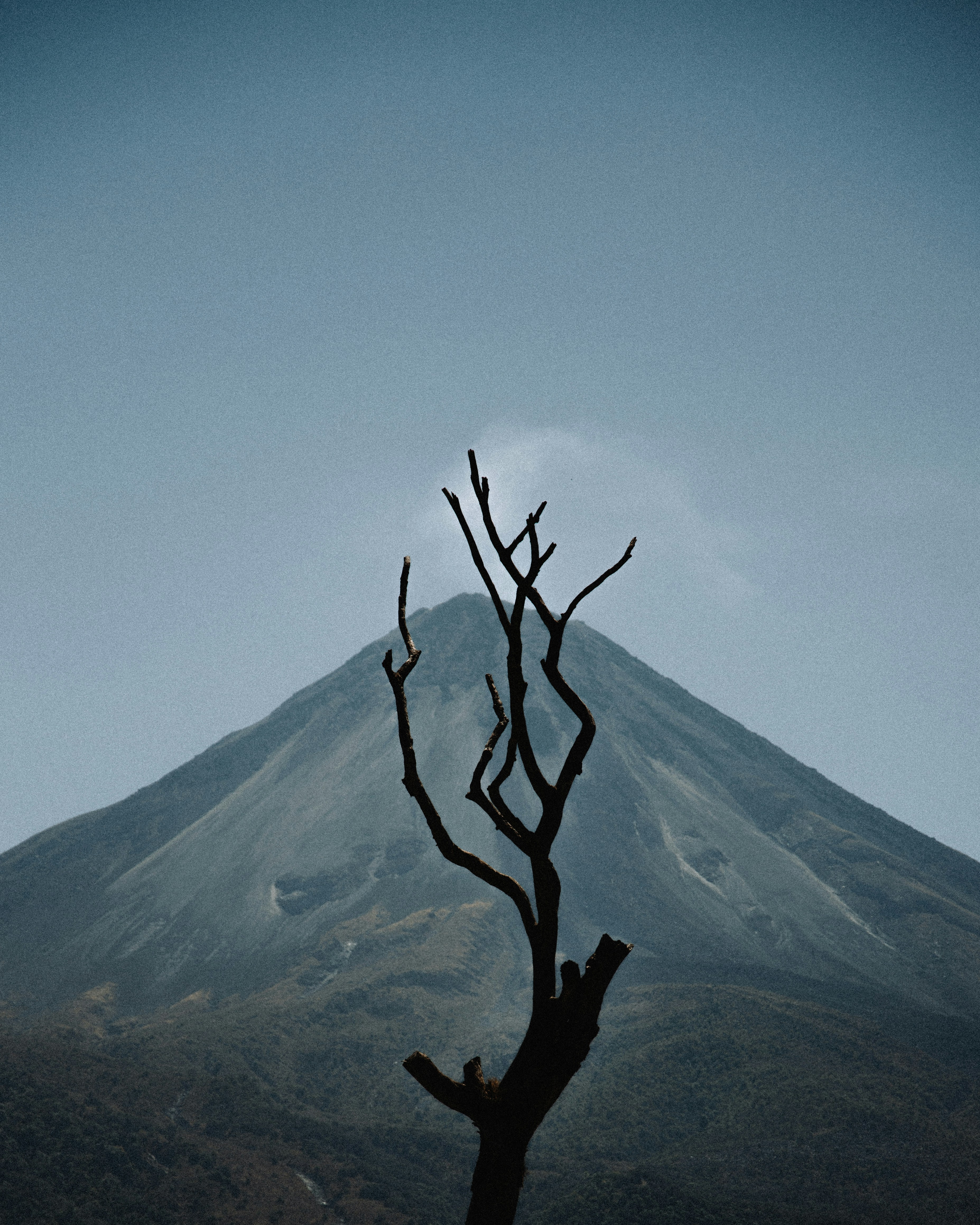 brown tree branch on top of mountain during daytime