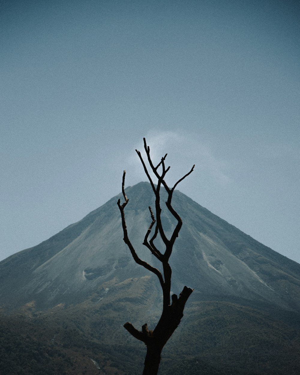 brown tree branch on top of mountain during daytime