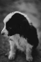 black and white border collie puppy