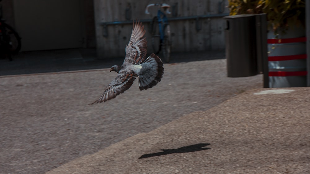 Pájaro marrón y blanco volando sobre el suelo durante el día