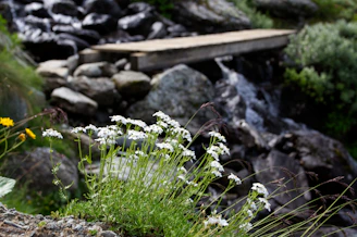 A tranquil scene of a flowing stream with scattered wildflowers, inviting peace and healing.