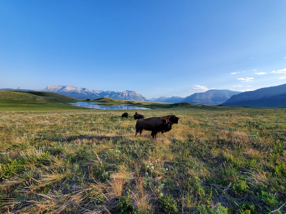 brown cow on green grass field during daytime