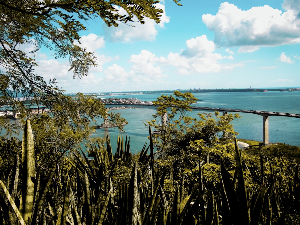 green plants near blue sea under blue sky and white clouds during daytime