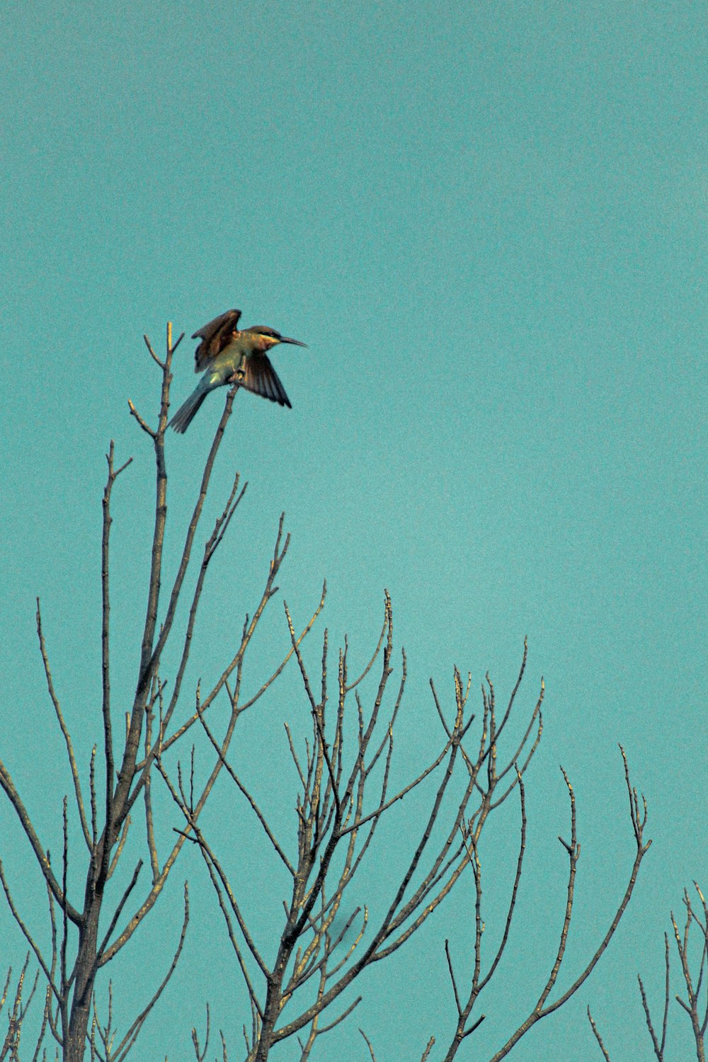 brown and white bird flying on blue sky during daytime