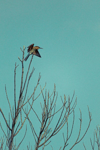 brown and white bird flying on blue sky during daytime